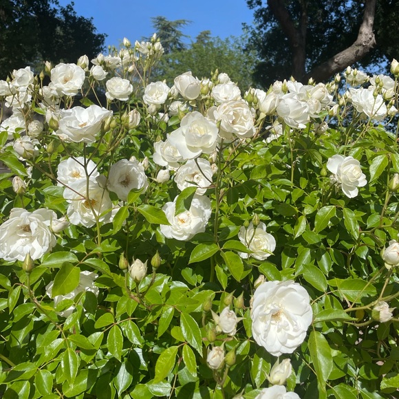 Meet your Posher, Dorothy - Picture 2 of 5